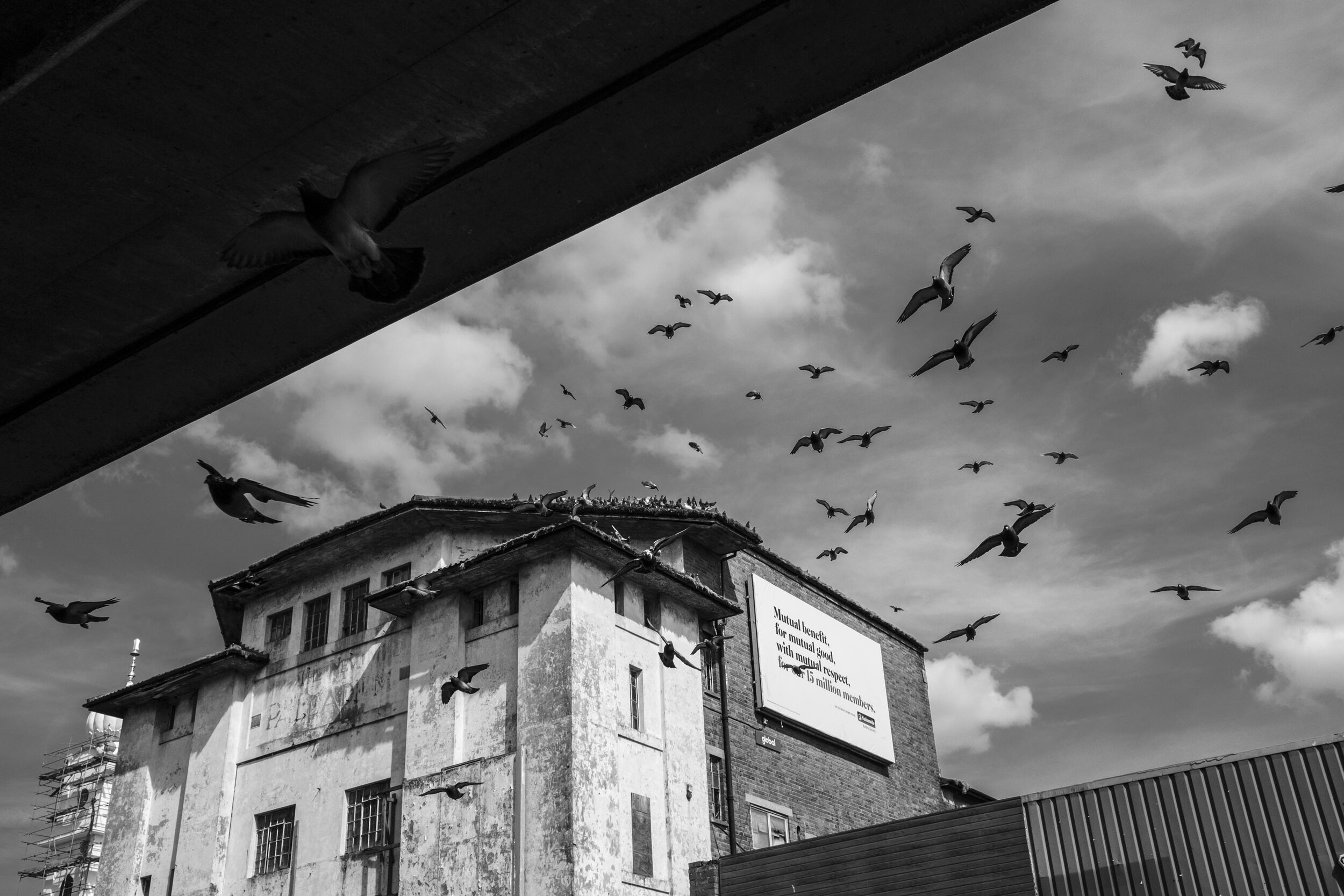  Feral pigeons swoop for feed, from the derelict New Palladium Cinema, once the Hockley Picture House after a local family arrived in the underpass to feed them. April 2020. Hockley. 