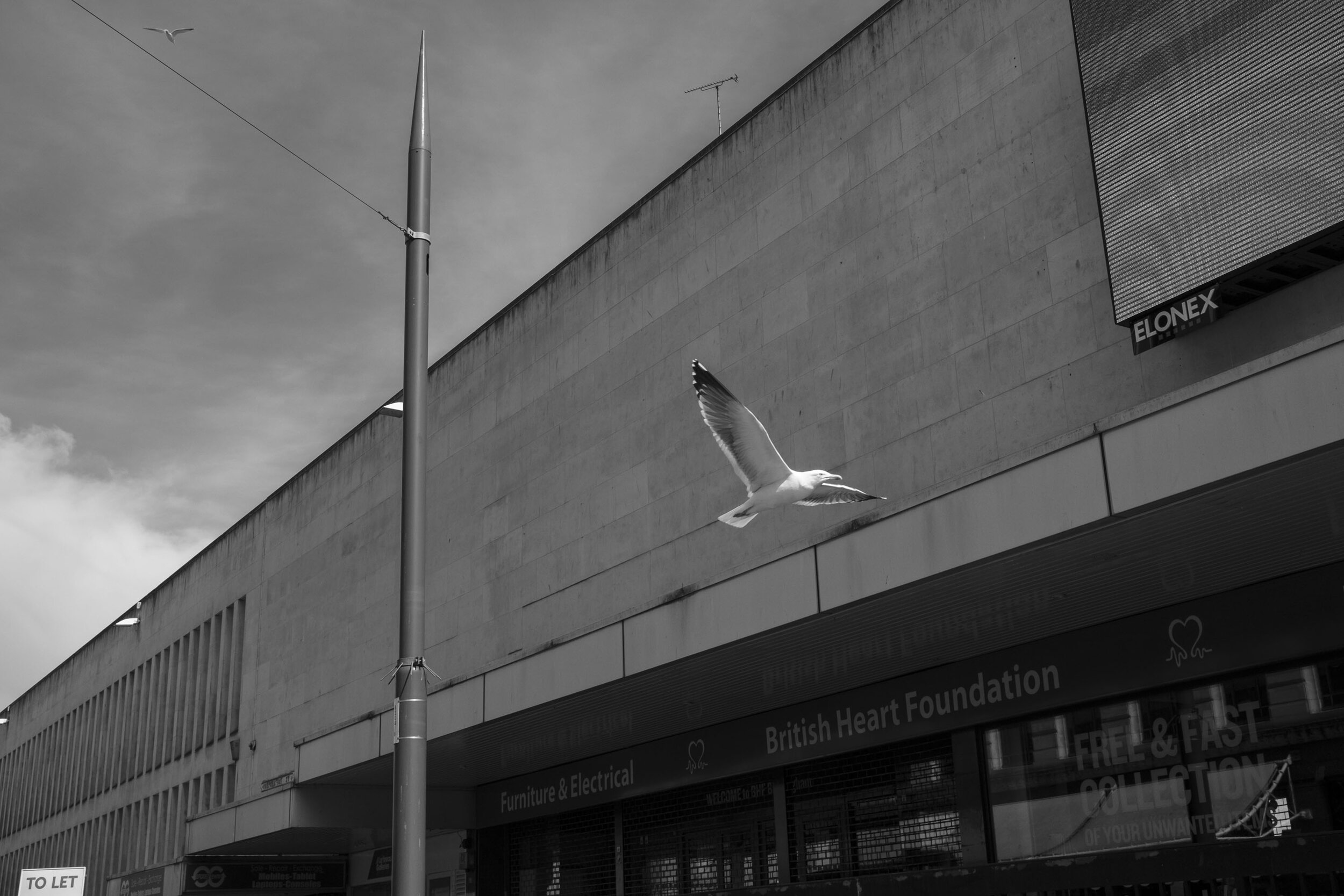  City centre seagull scavenging for scraps at the Bullring. April 2020. City Centre. 