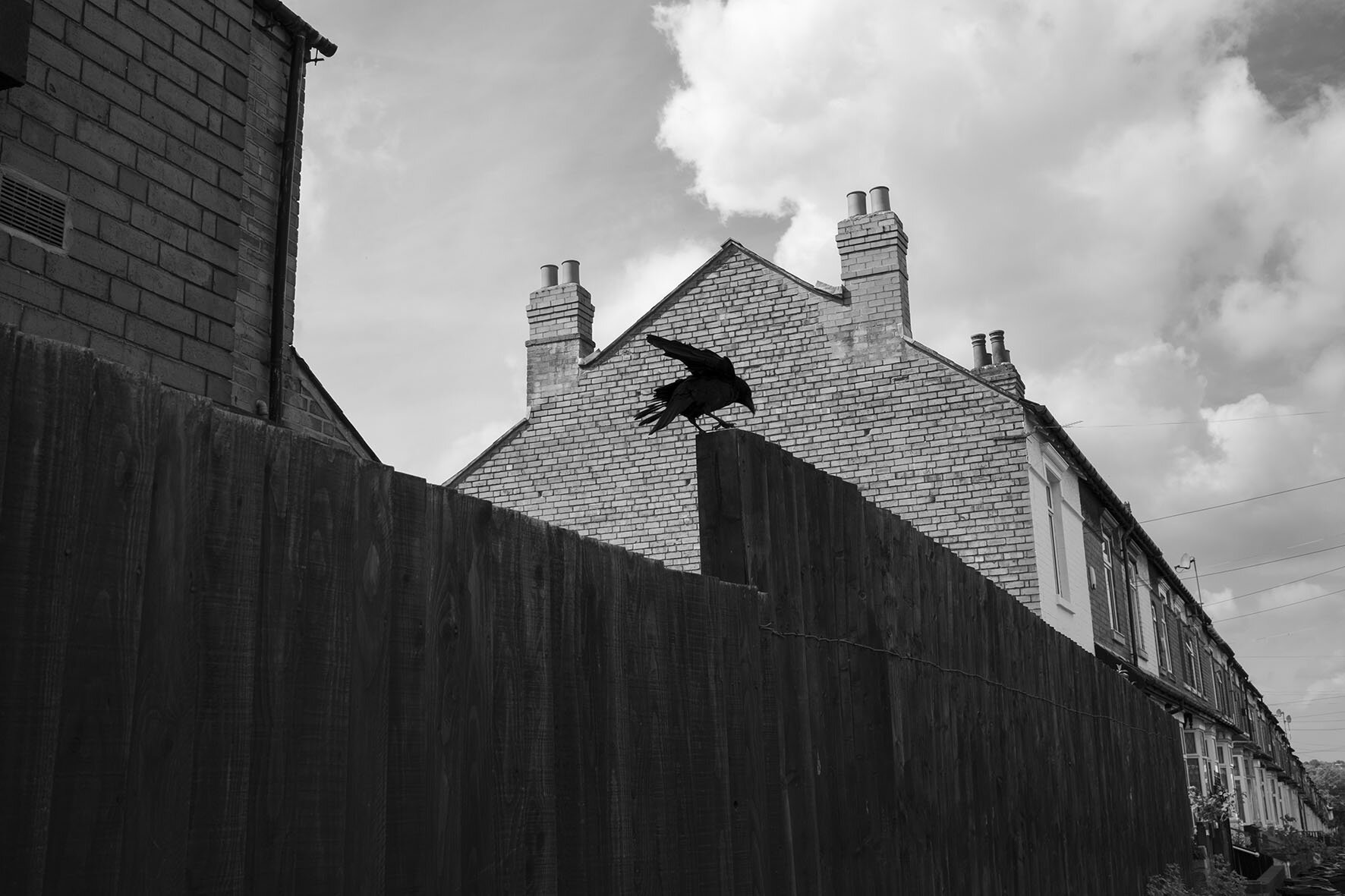  Crow standing on a fence by rooftops. This area was once a thriving industrial area, in particular cycle and motorcycle companies with housing for workers. May 2020. Tyseley. 