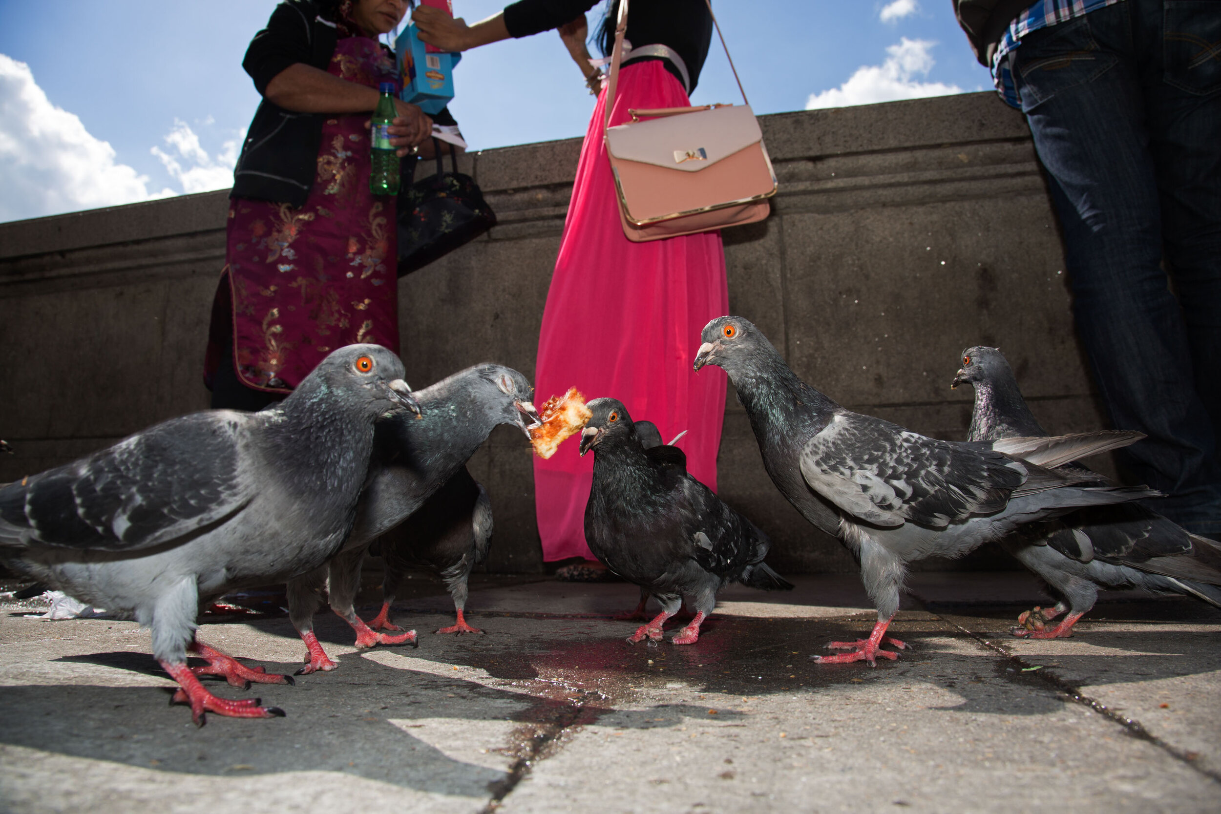 20140514_south bank pigeons_D.jpg