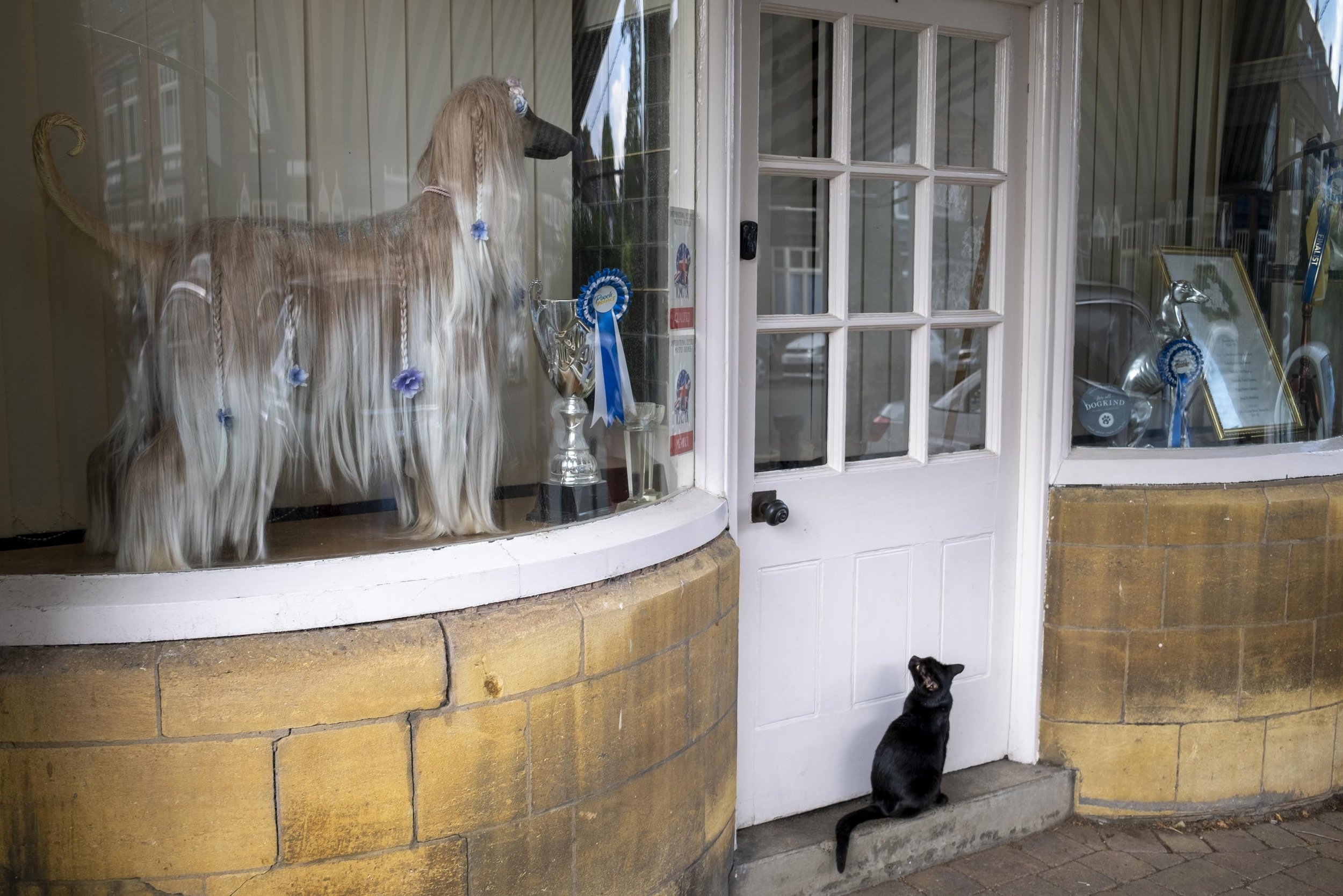 20220827_cat at dog parlour_001.jpg