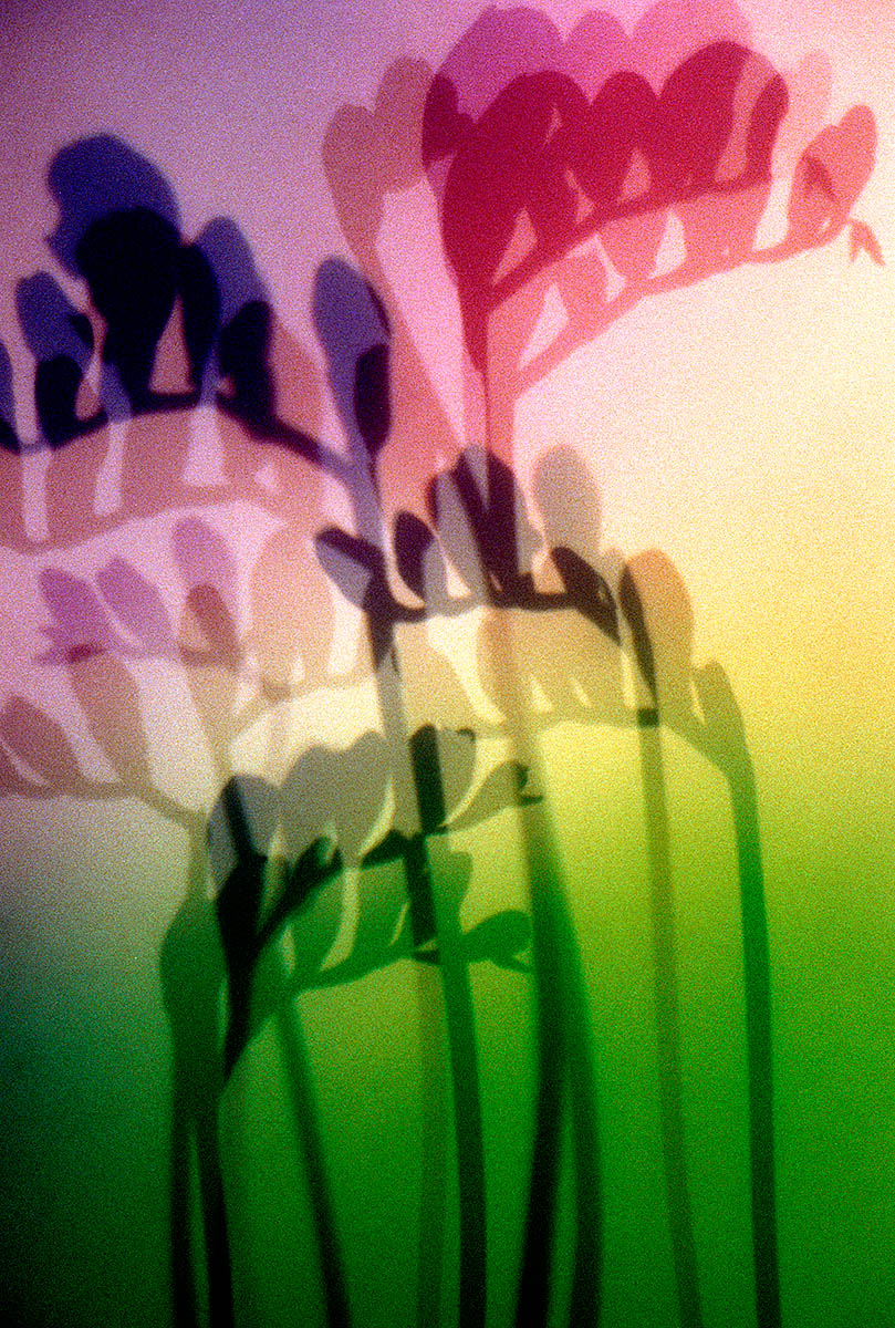 freesia.jpg