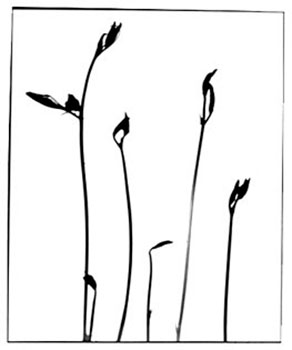 form8.jpg