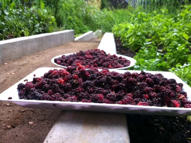 Mulberry Jam