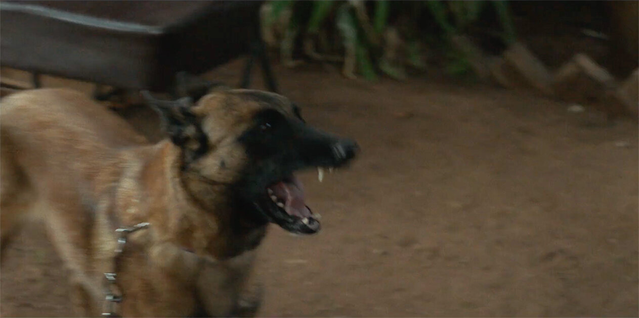 dog eat dog