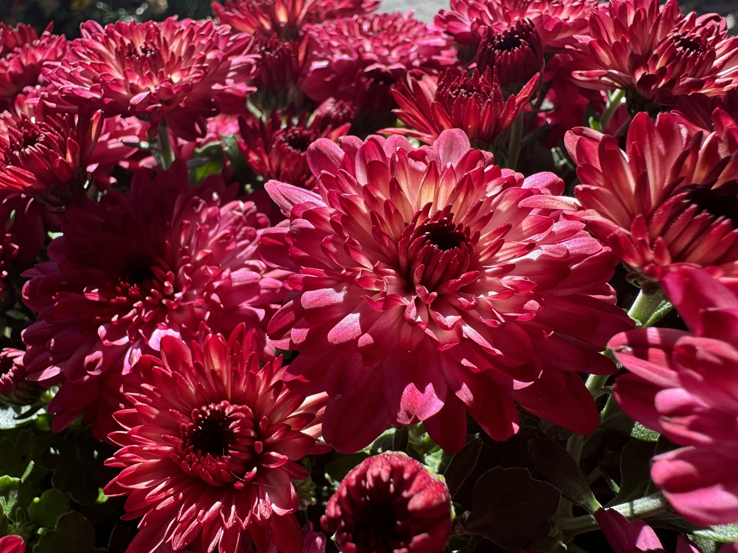 IMG_4212.jpeg