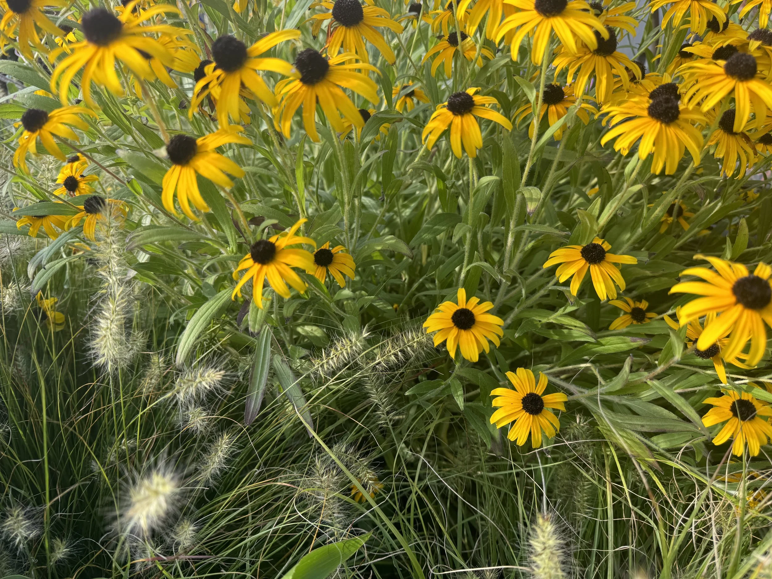 IMG_3931.jpeg