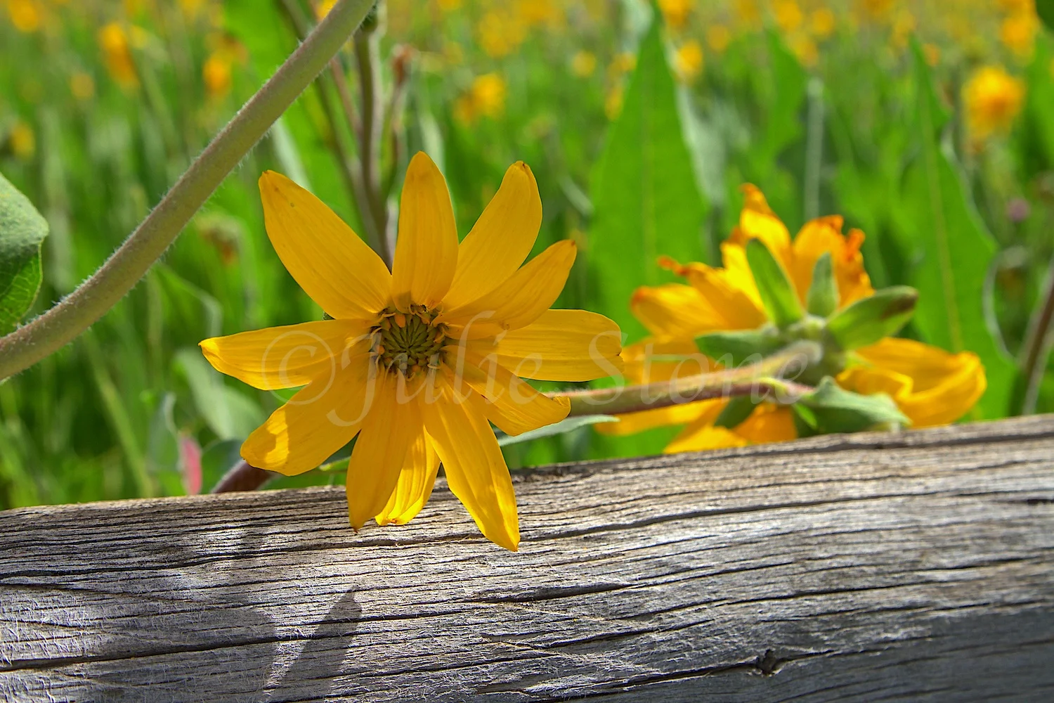LAST DOLLAR ROAD SUNFLOWER