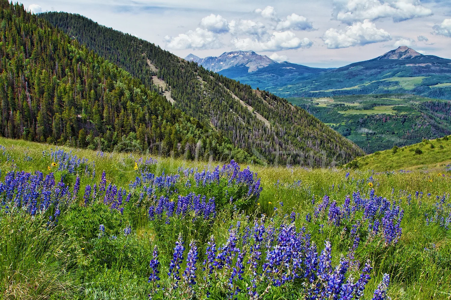 LAST DOLLAR ROAD LUPINES