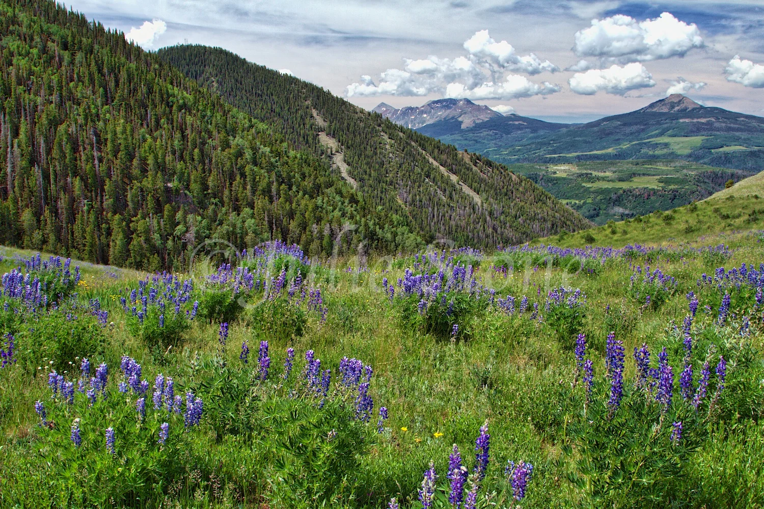 LAST DOLLAR ROAD LUPINES (2)
