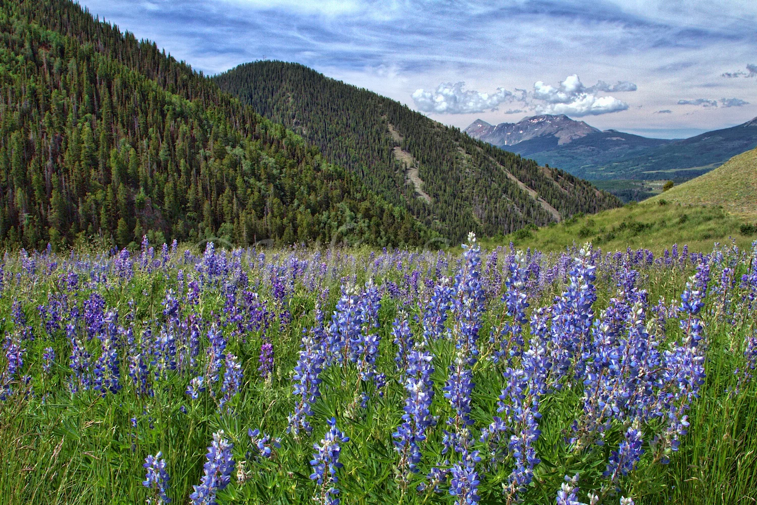 LAST DOLLAR ROAD LUPINES (4)