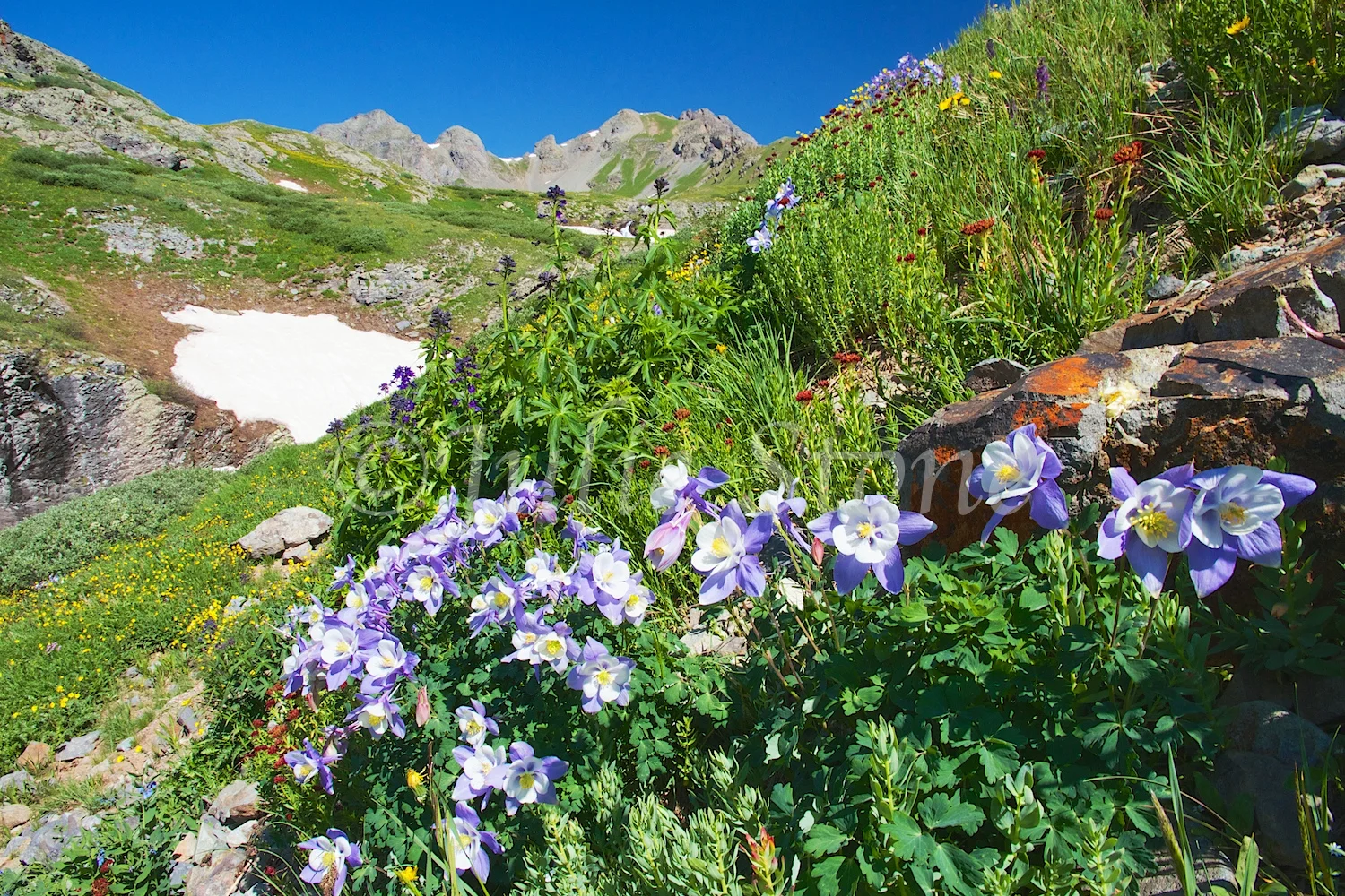 CLEAR LAKE COLUMBINES 2014