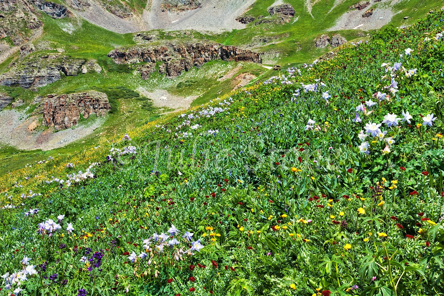 CLEAR LAKE WILDFLOWERS 2014 (3)