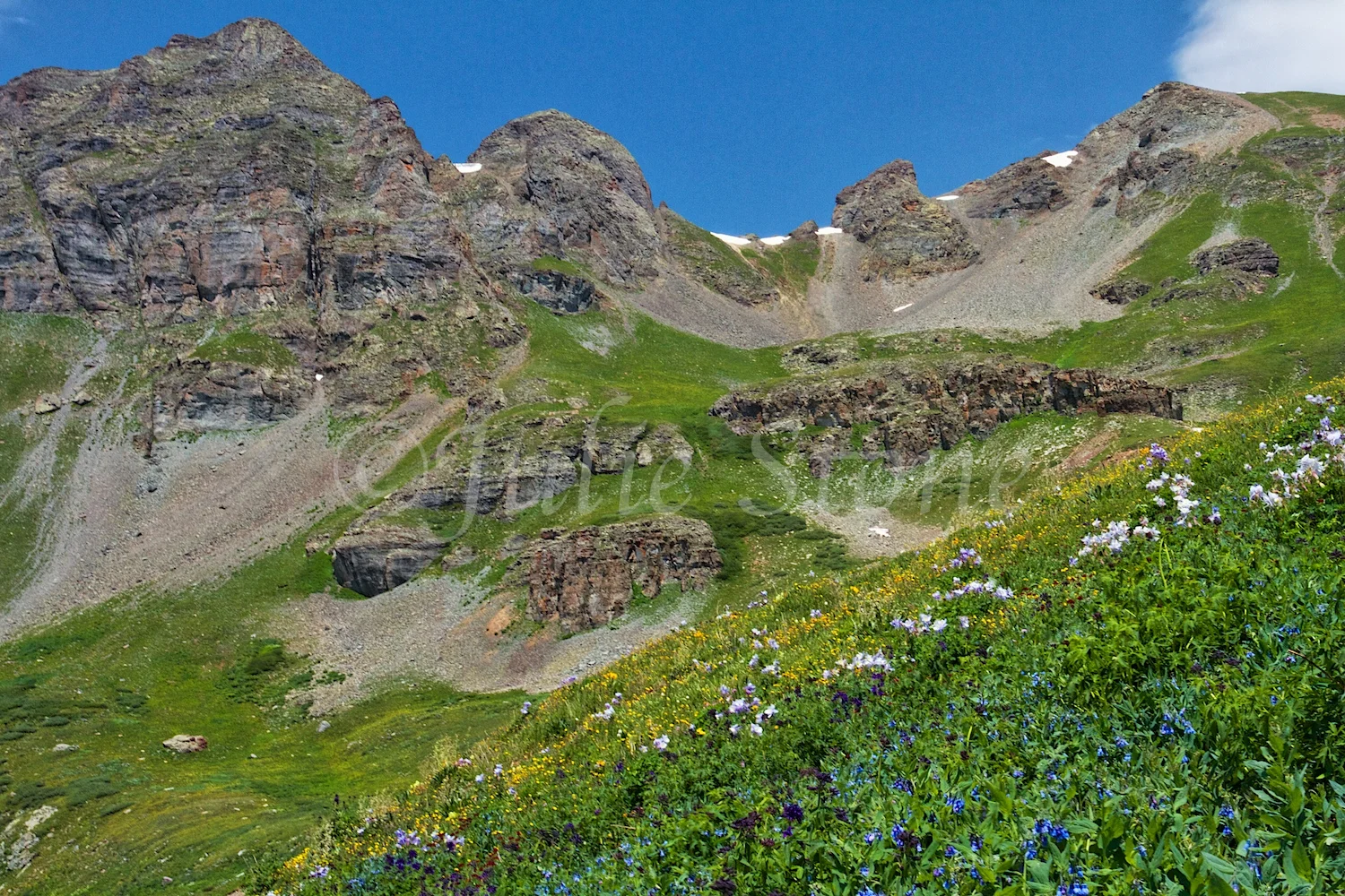 CLEAR LAKE WILDFLOWERS 2014 (6)