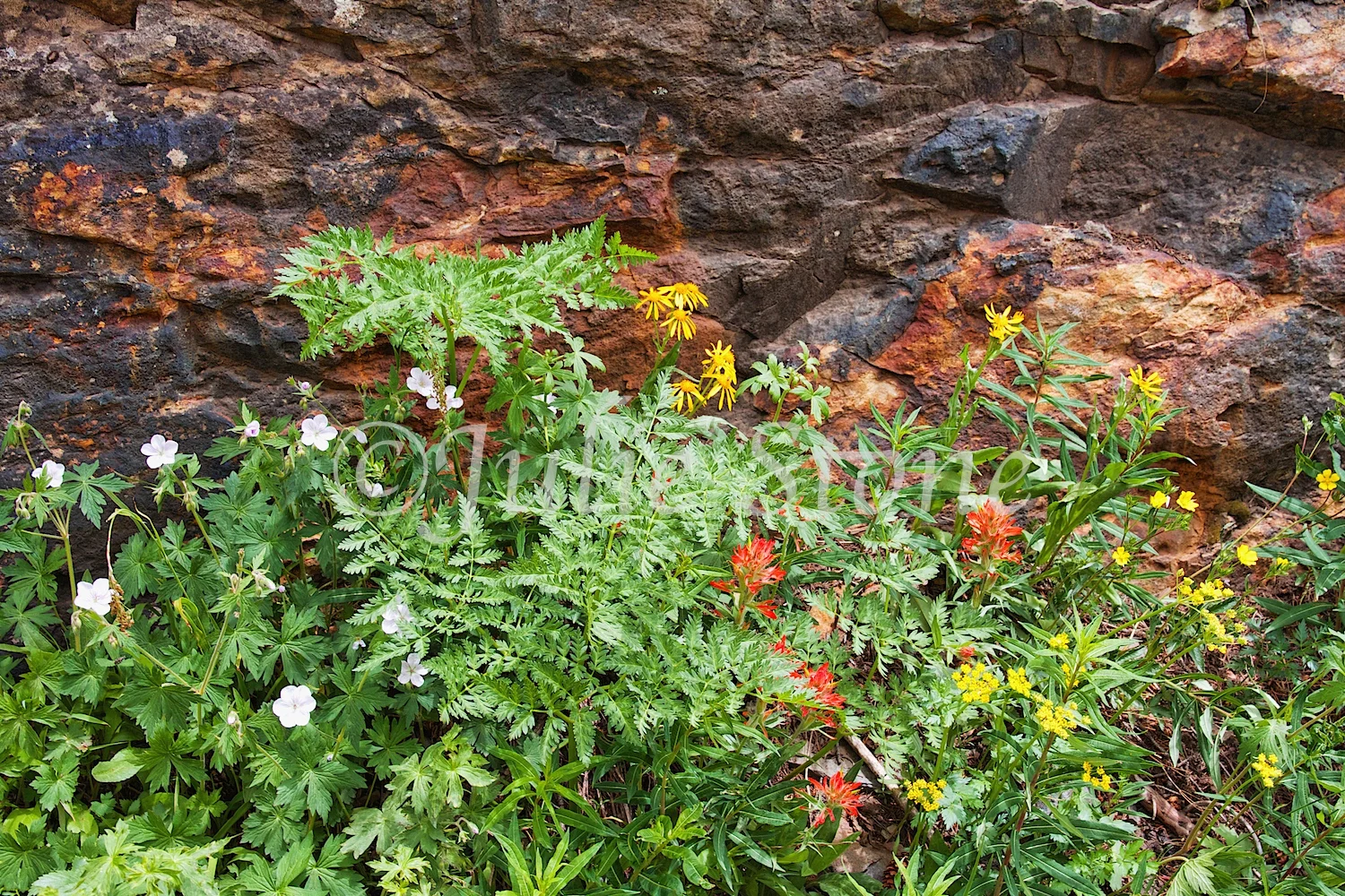 CLEAR LAKE WILDFLOWERS 2014 (8)
