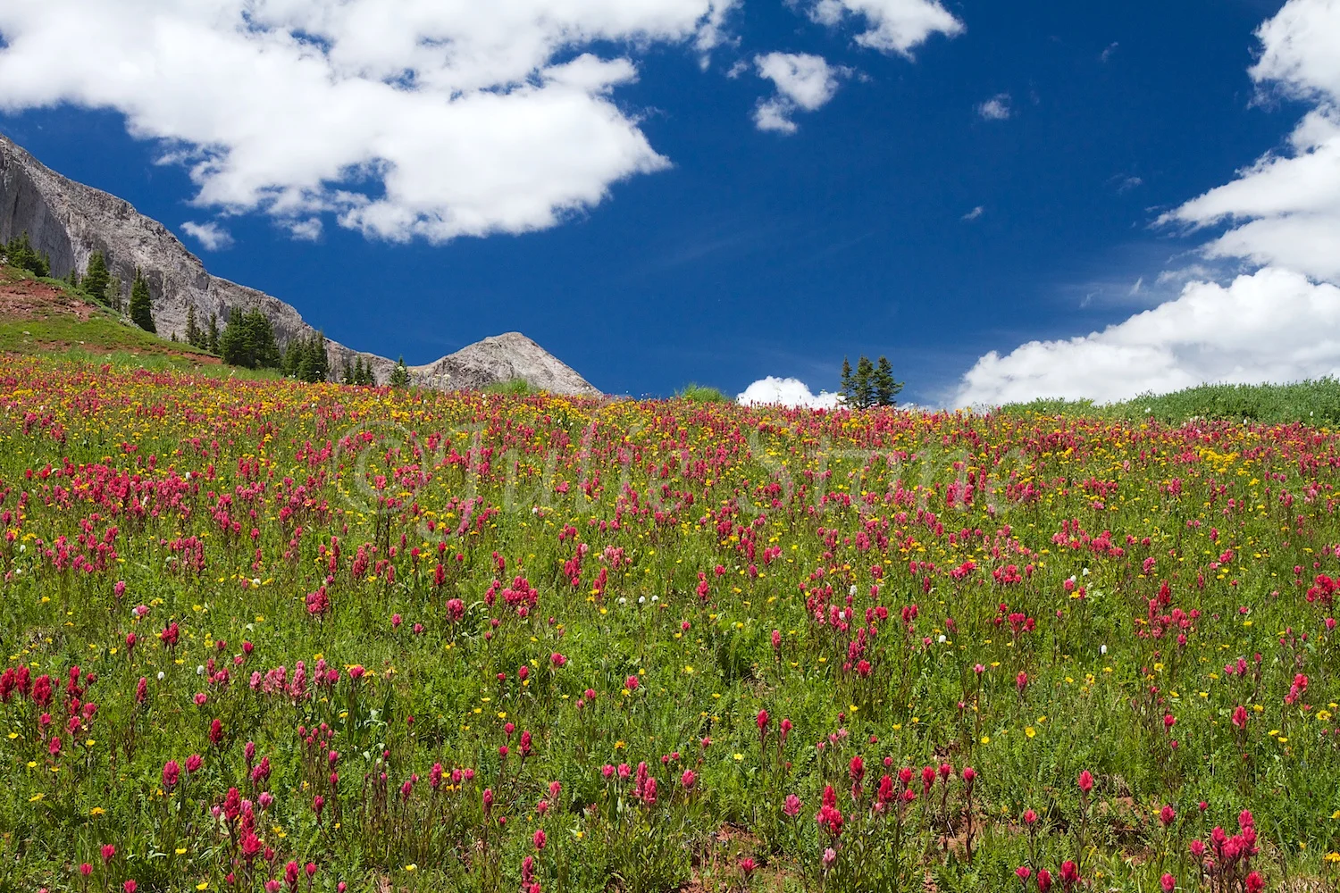 ENGINEER MT WILDFLOWERS 2014 (3)