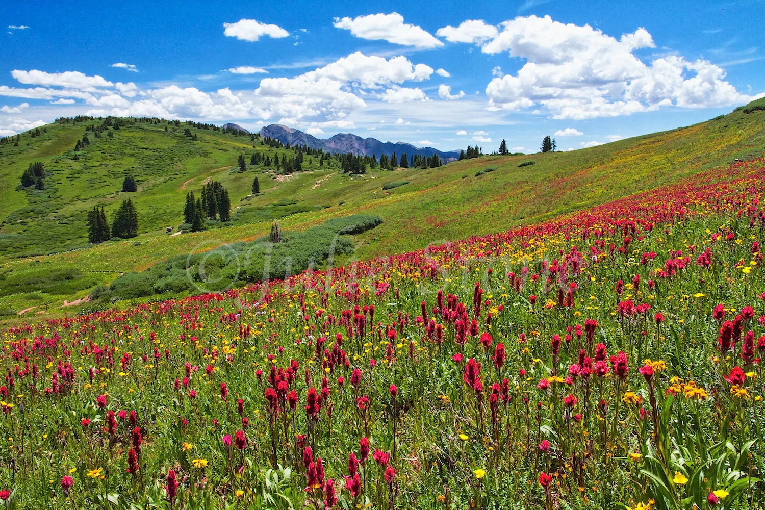ENGINEER MT WILDFLOWERS 2014 (9)