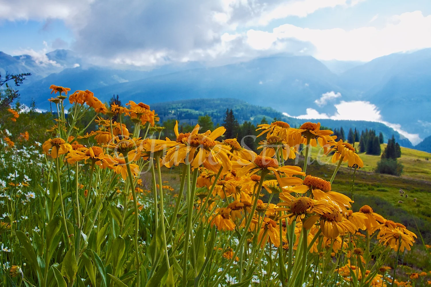MOLAS PASS WILDFLOWERS 2014