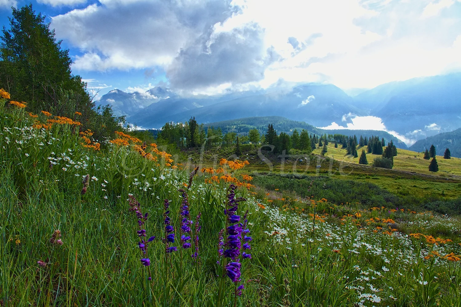 MOLAS PASS WILDFLOWERS 2014 (2)