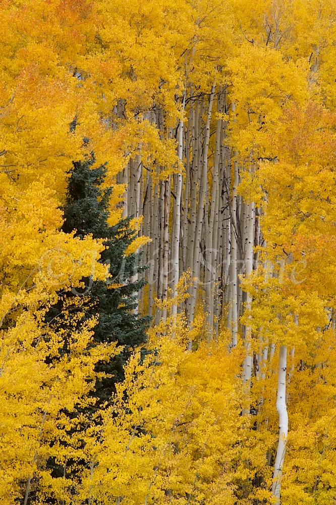 CASTLEROCK ASPEN GROVE 2014 (5)