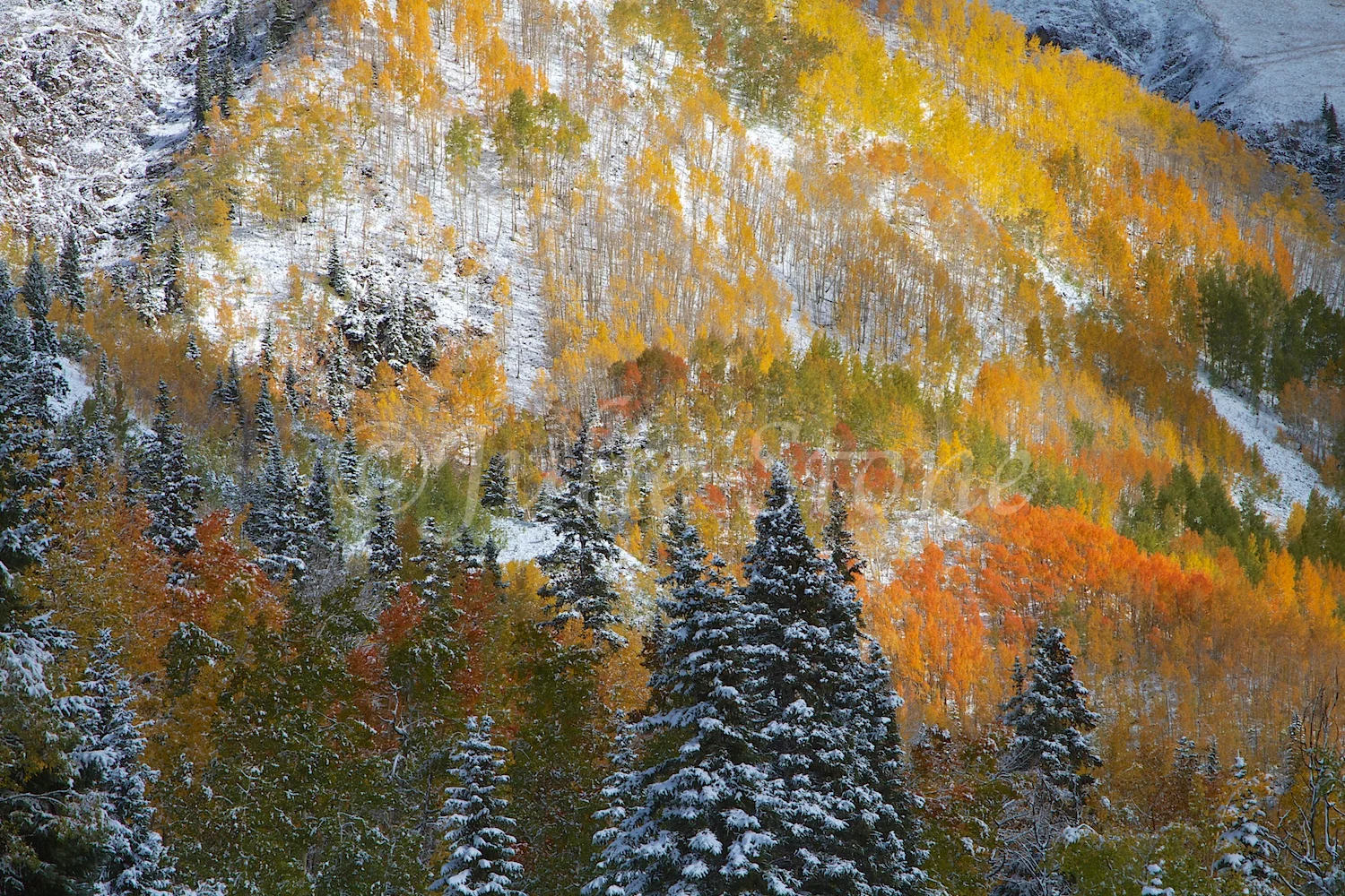 RED MOUNTAIN PASS FALL 2014 (3)