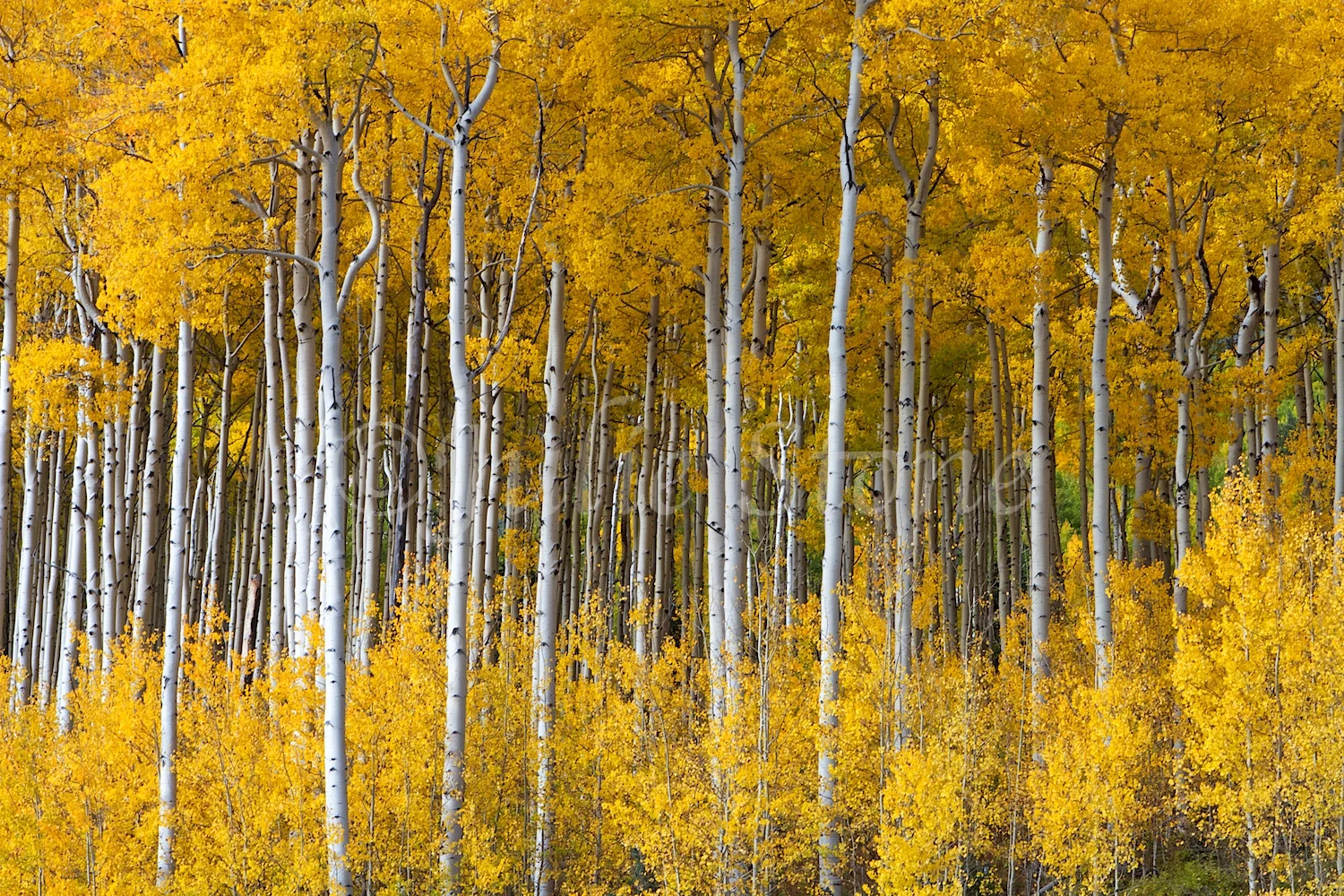 CASTLEROCK ASPEN GROVE 2014 (2)