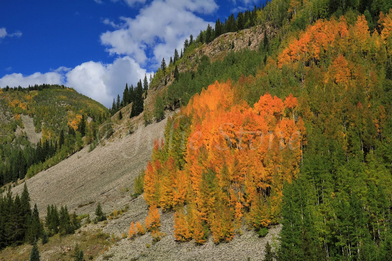 SUNNY ASPENS 2014