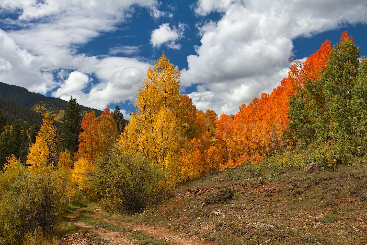 SILVERTON FALL COLORS 2014