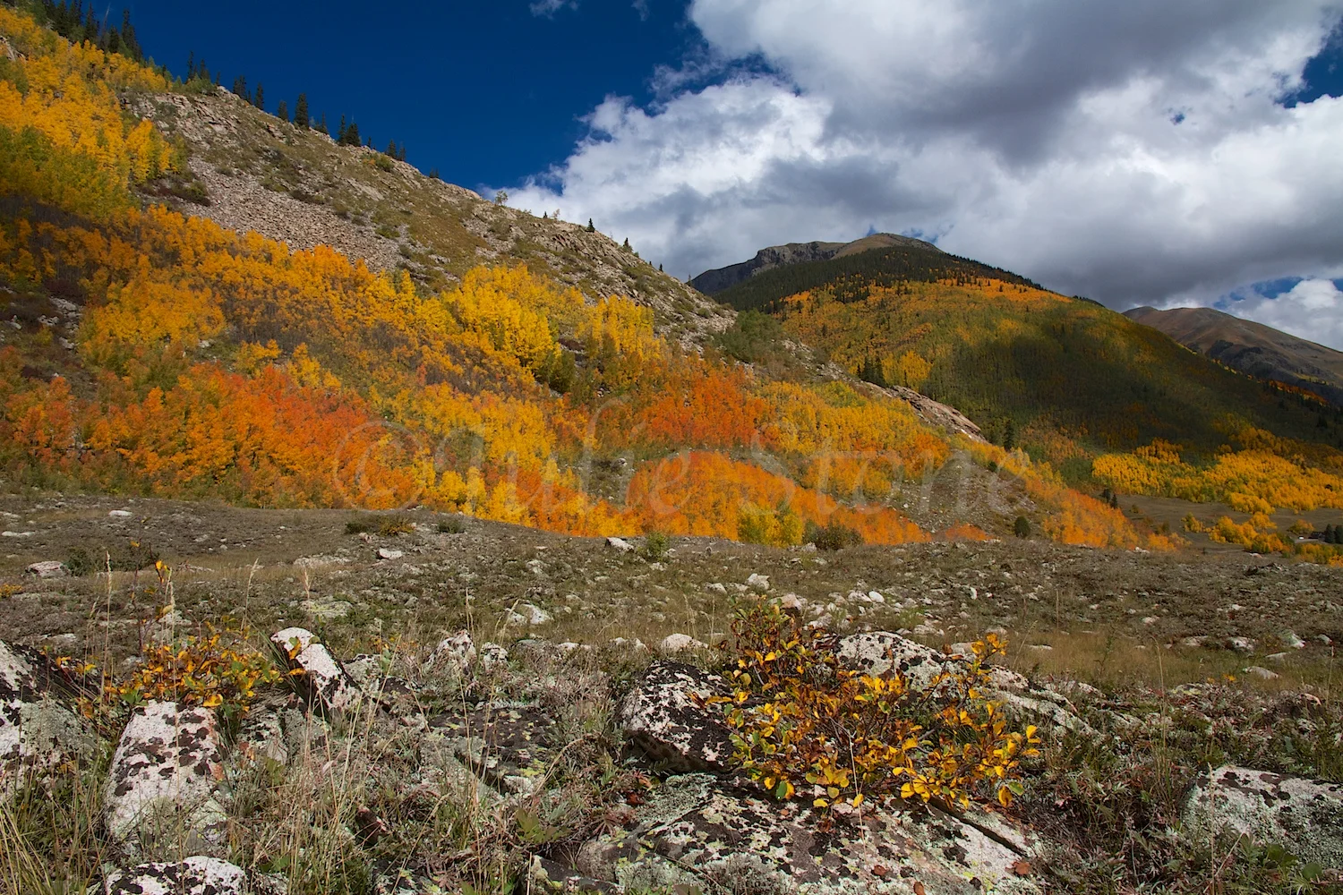 SILVERTON FALL COLORS 2014 (2)