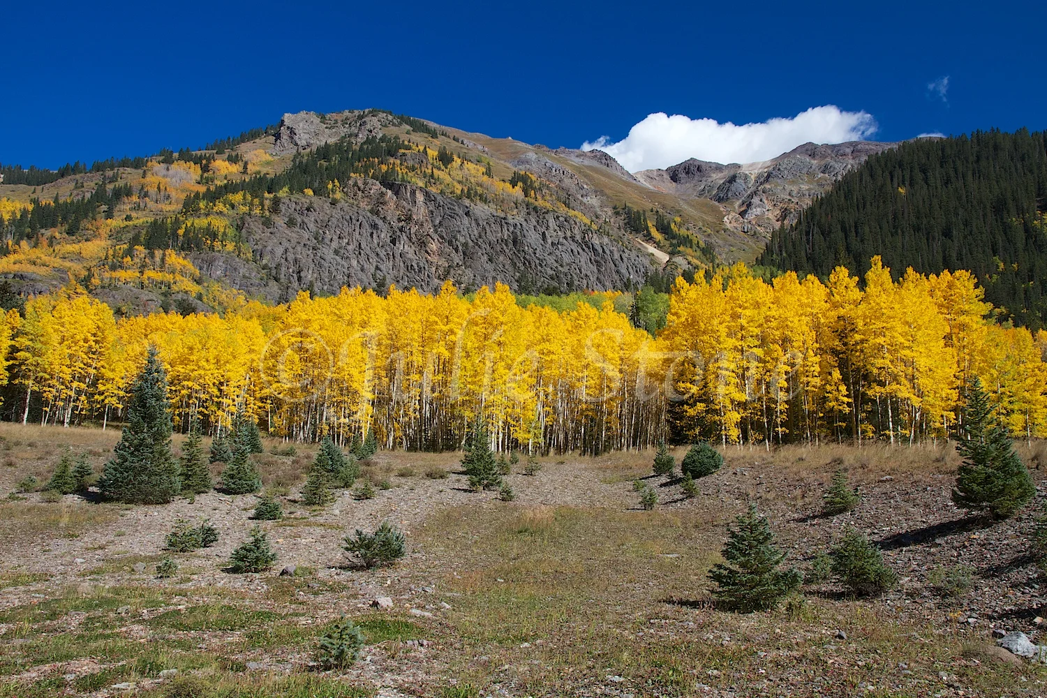 CRYSTAL LAKE ASPEN GROVE FALL 2014 (2)