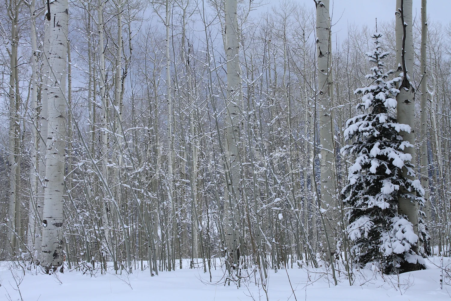 Castle Rock (Image 2621) December 26, 2014