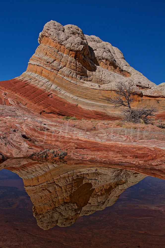 Lollipop Reflection (Image # 4183)