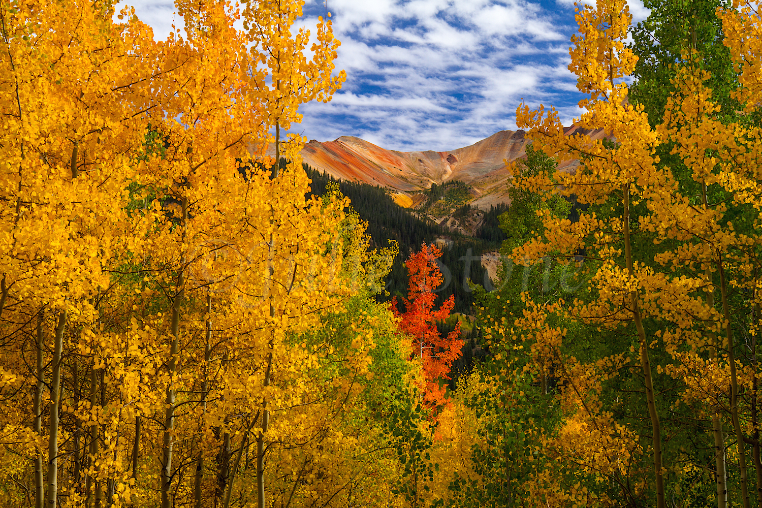Red Mountain Fall Color, Image #0008