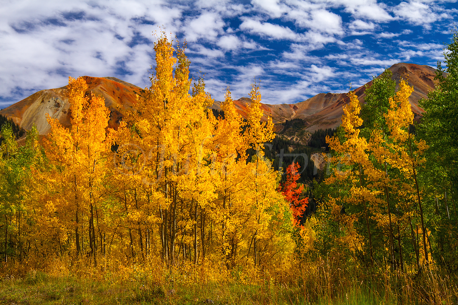 Red Mountain Fall Color, Image #0031