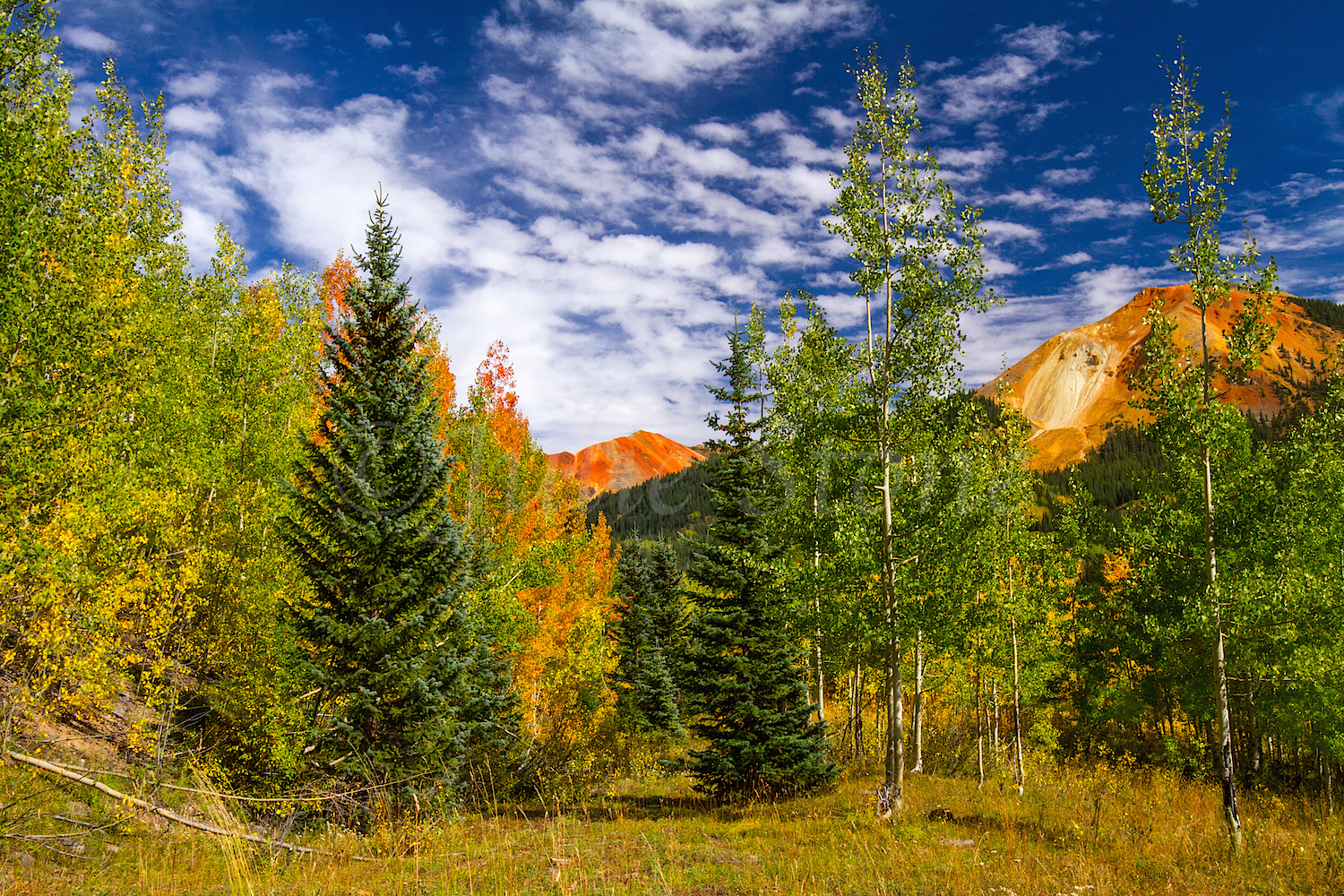 Red Mountain Fall Color, Image #0077