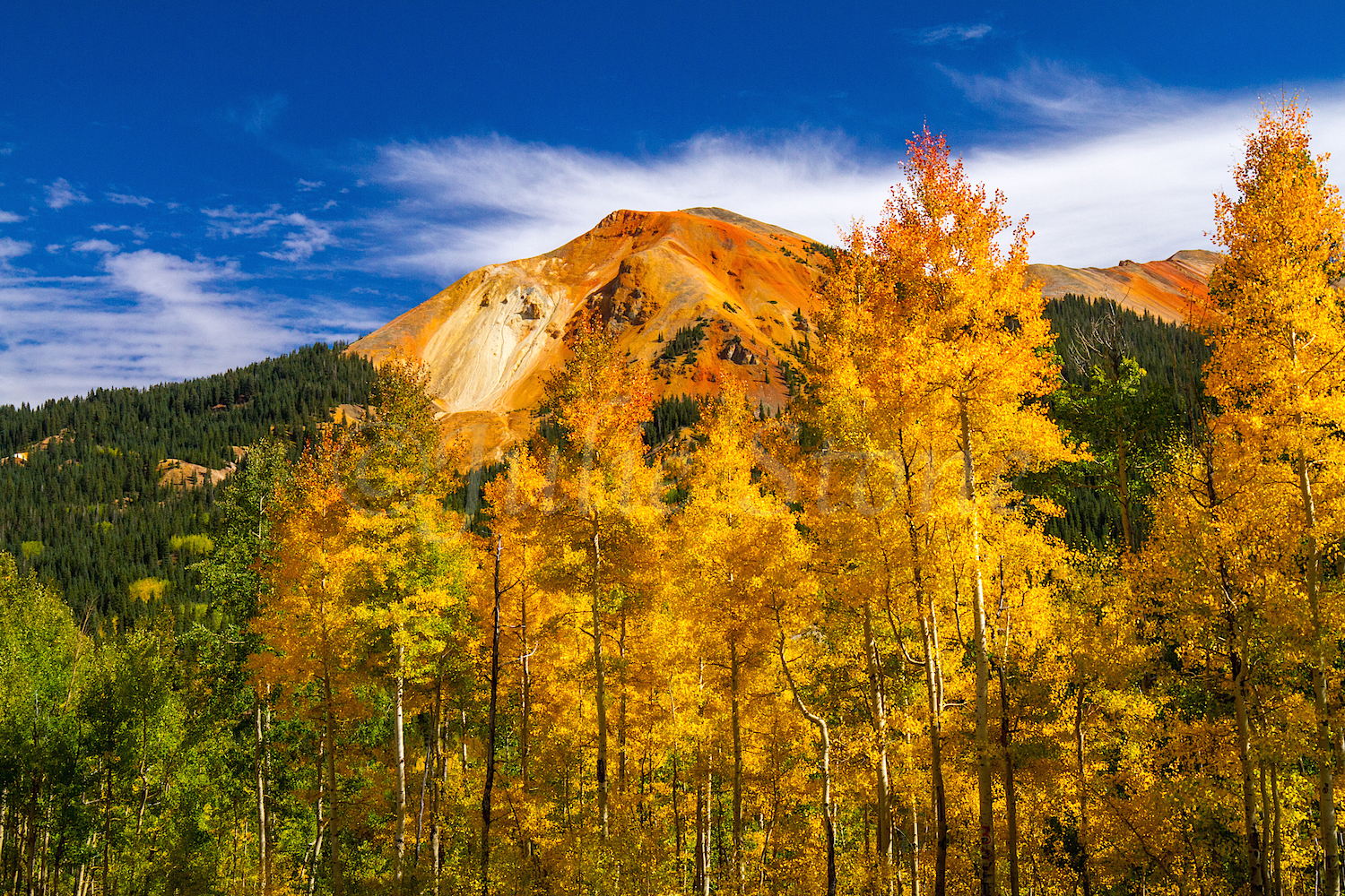 Red Mountain Fall Color, Image #0105