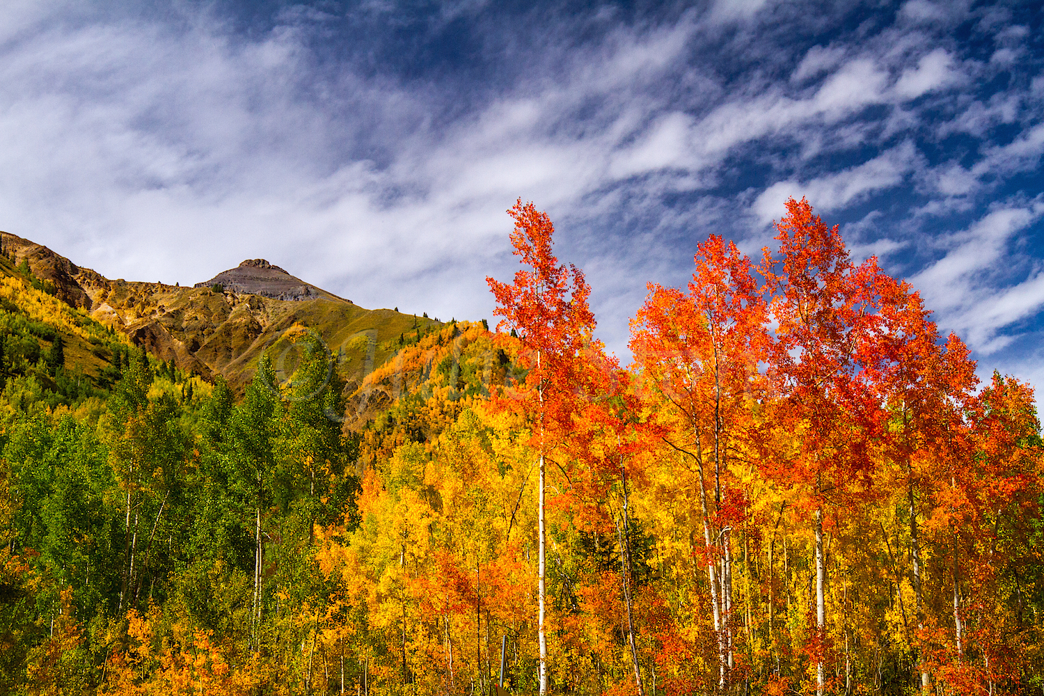 Red Mountain Fall Color, Image #0128
