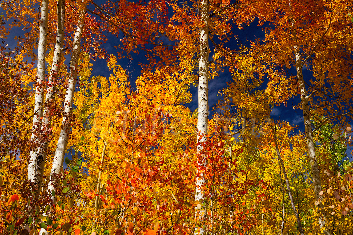 Red Mountain Fall Color, Image #0154
