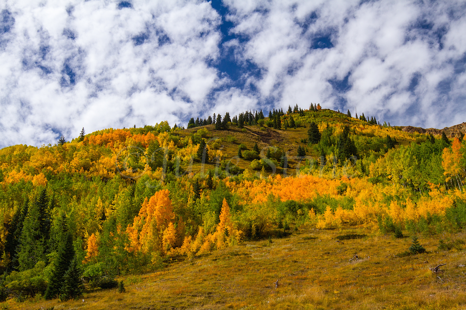 Red Mountain Fall Color, Image #0051