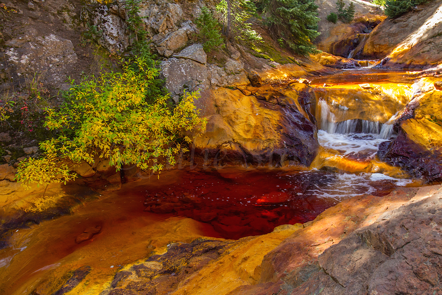 Red Mountain Fall Color, Image #9179