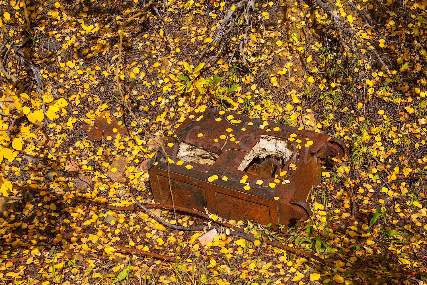 Red Mountain Fall Color, Image #9709