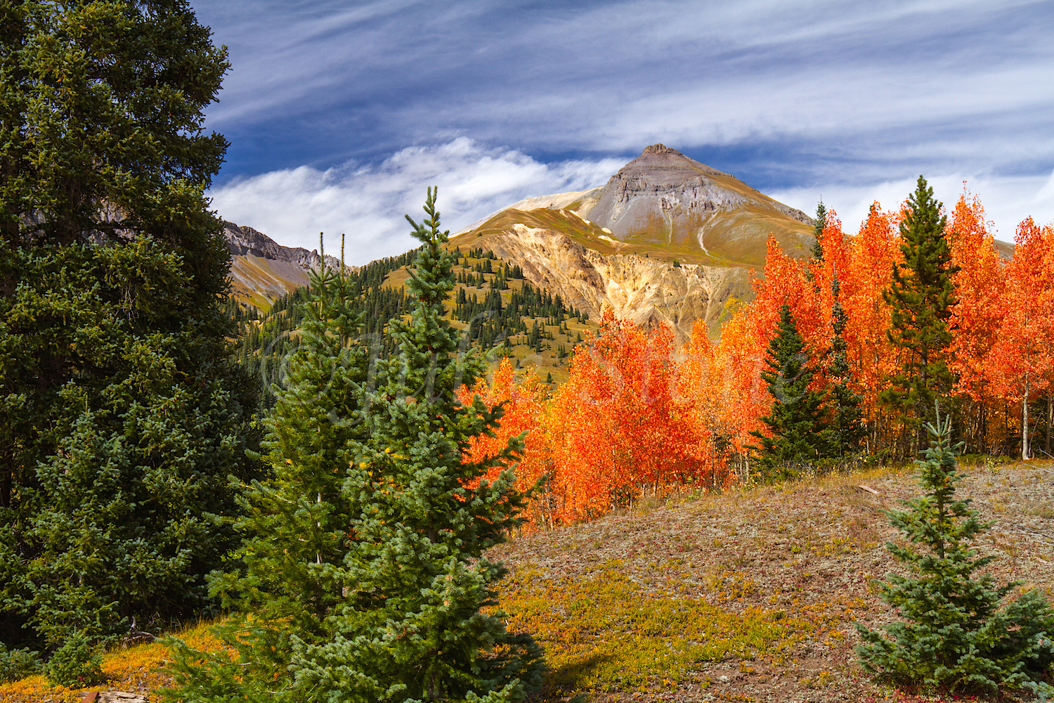 Red Mountain Fall Color, Image #9887