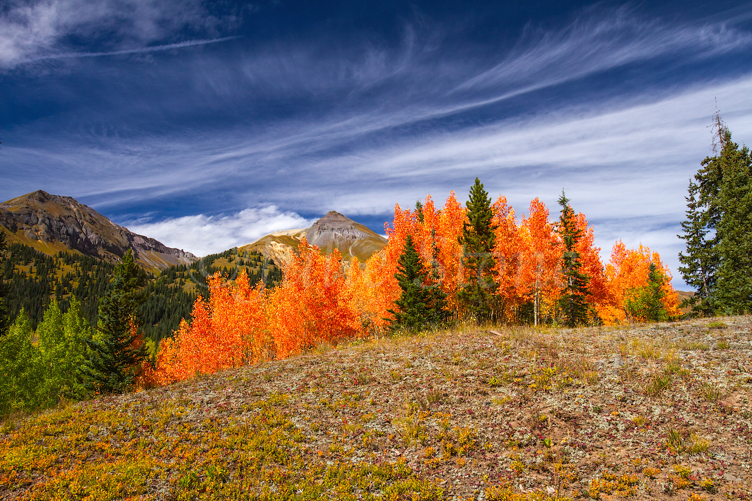 Red Mountain Fall Color, Image #9891