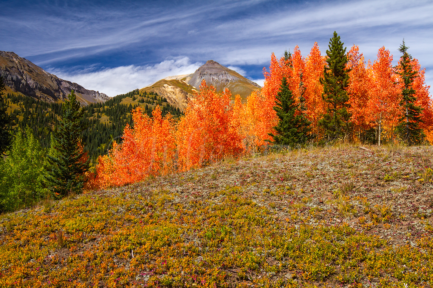 Red Mountain Fall Color, Image #9903