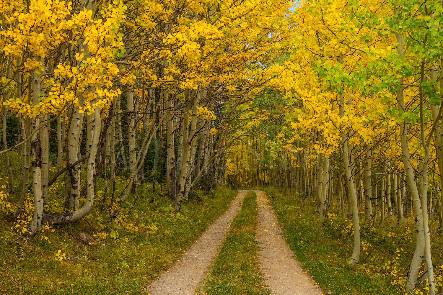 Red Mountain Fall Color, Image #9940