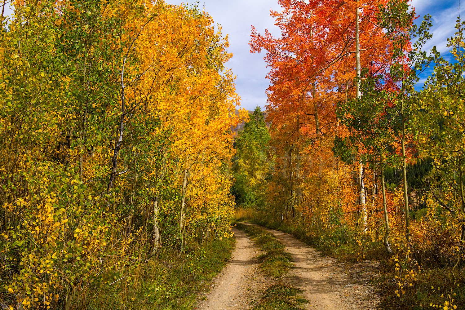 Red Mountain Fall Color, Image #9981