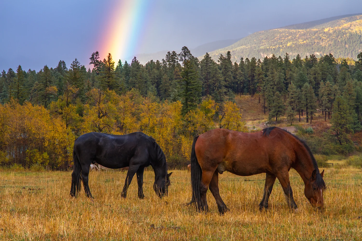 Haviland Lake Rainbow, Image #6323