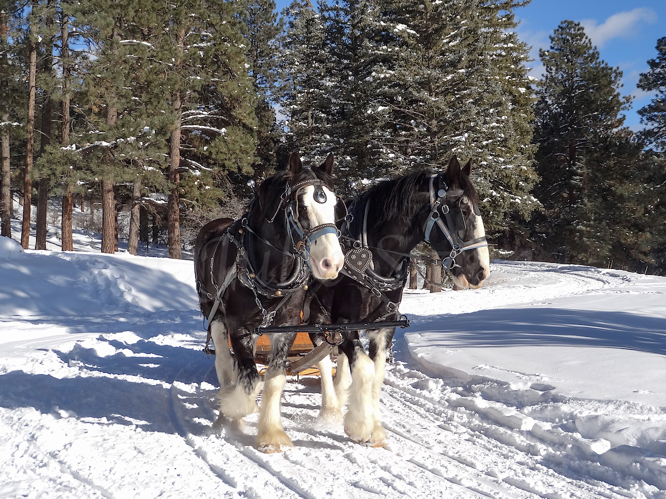 Haviland Sleigh Ride, Image #5128