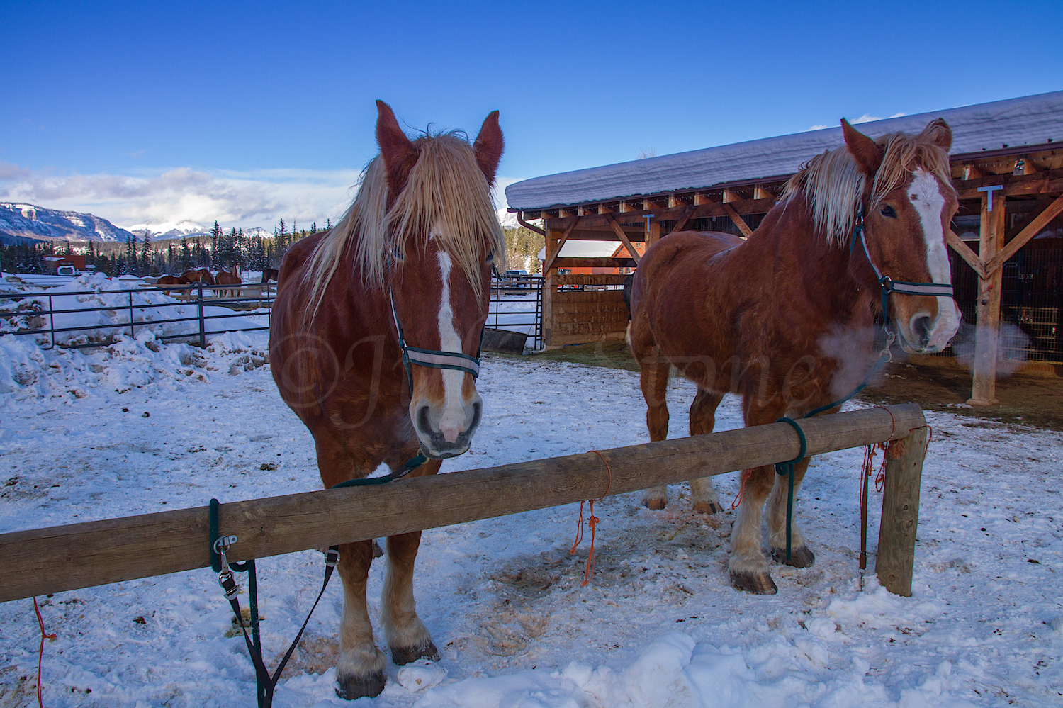 Haviland Sleigh Ride, Image #0503