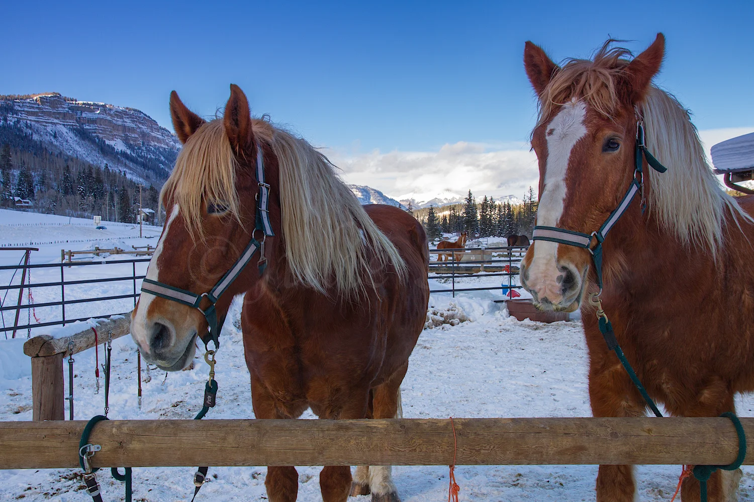 Haviland Sleigh Ride, Image #0523